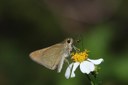 20090929_345500_Pseudoborbo bevani_a.jpg