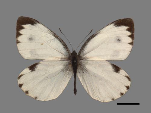 Pieris canidia[臺灣紋白蝶][00013901]
