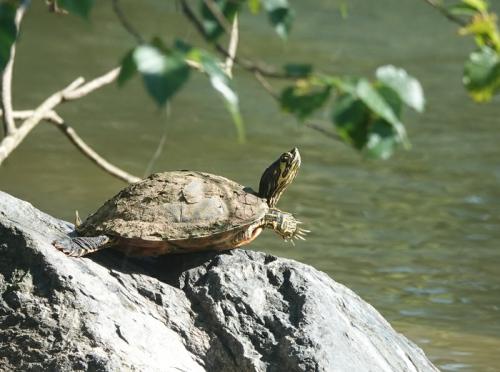 Yellow-bellied Slider Yellow-bellied Slider