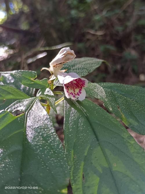 角桐草 角桐草