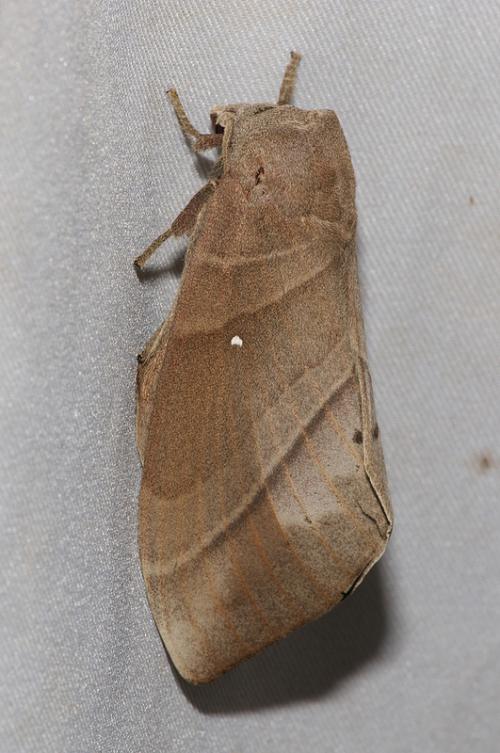 Lebeda nobilis 大灰枯葉蛾 Lebeda nobilis 大灰枯葉蛾