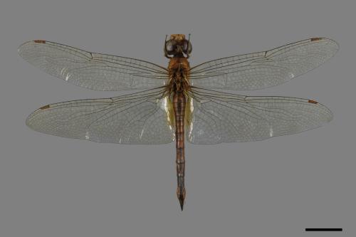 Pantala flavescens[薄翅蜻蜓][00086788]