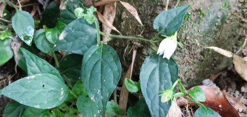 蔓茄