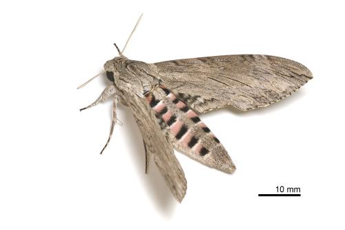 Agrius convolvuli Agrius convolvuli