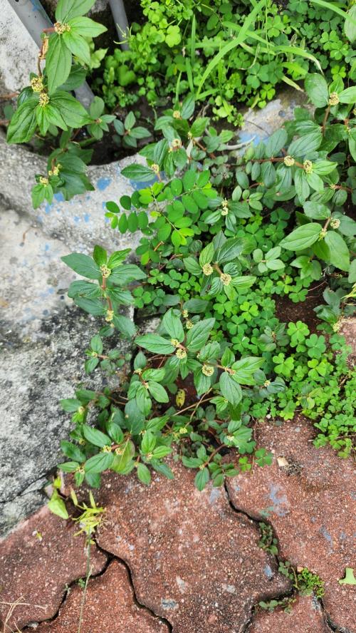 飛揚草 飛揚草