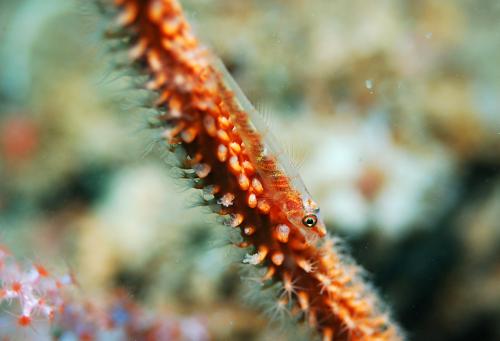 Bryaninops yongei@fishdb-media-12961 Bryaninops yongei@fishdb-media-12961