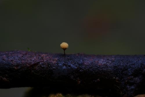 杯狀半網黏菌