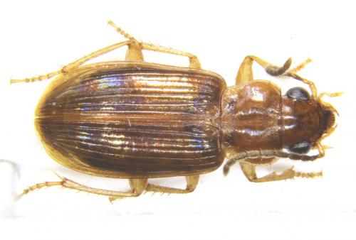 Acupalpus inornatus_male