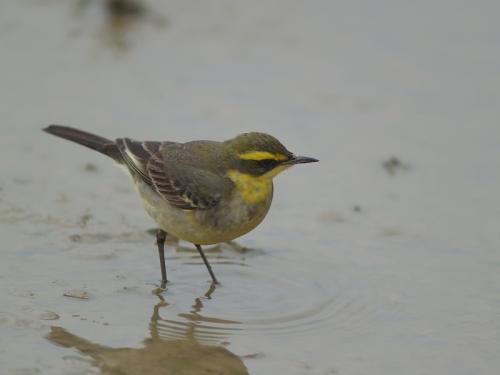 20090729_380431_Yellow_Wagtail_P1157532.jpg