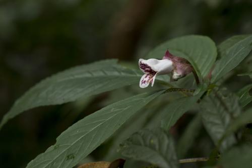 角桐草