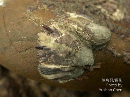 葡萄牙牡蠣 