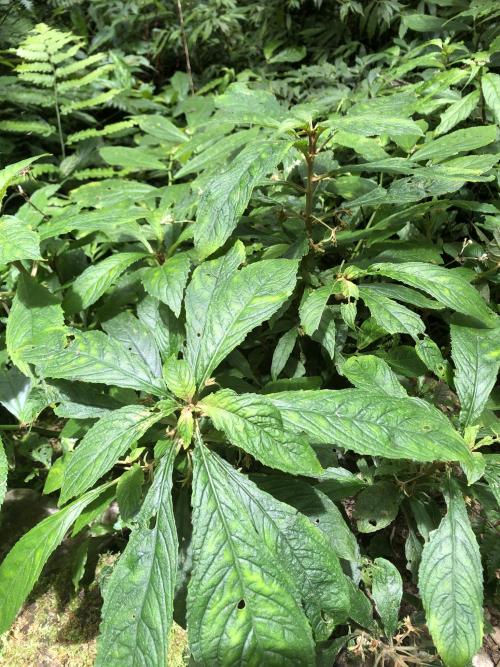 同蕊草