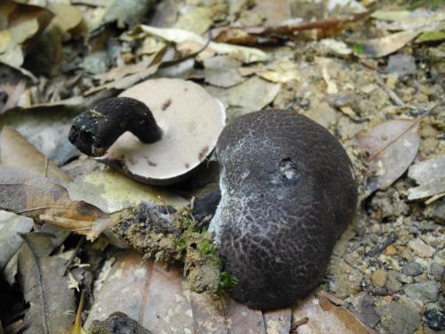 Tylopilus nigropurpureus(黑紫粉孢牛肝菌)