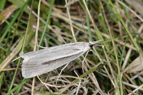 090617 雪山 完美谷 81 Crambus niitakaensis