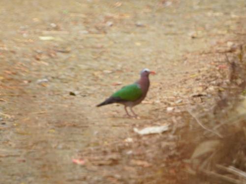 翠翼鳩(指名亞種)