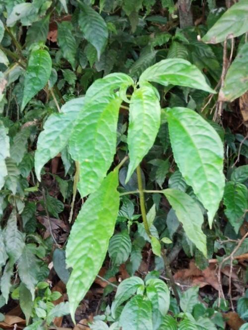 角桐草 角桐草
