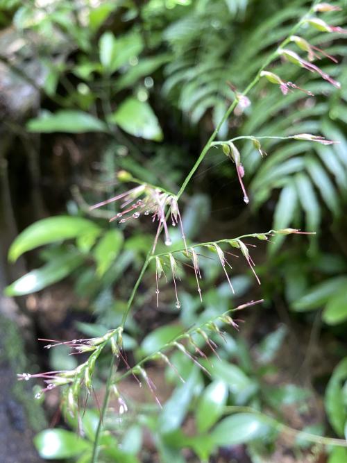 竹葉草