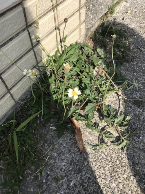 長柄菊