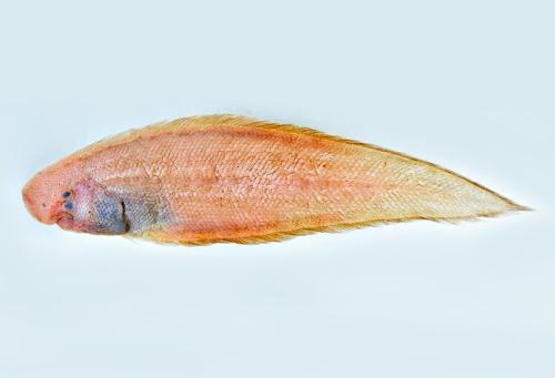 ASIZP0080070