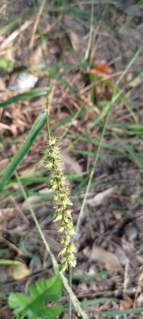 蒺藜草 (黐頭芒) 蒺藜草 (黐頭芒)