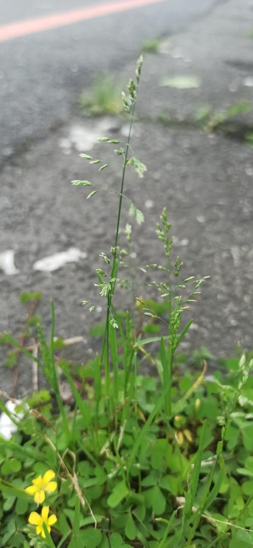 早熟禾