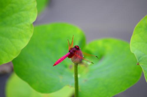 紫紅蜻蜓 紫紅蜻蜓