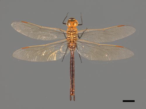 Anax parthenope julius[綠胸晏蜓][00103104]