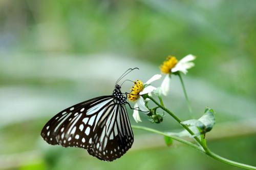 20091002_347183_Parantica aglea maghaba_a.jpg