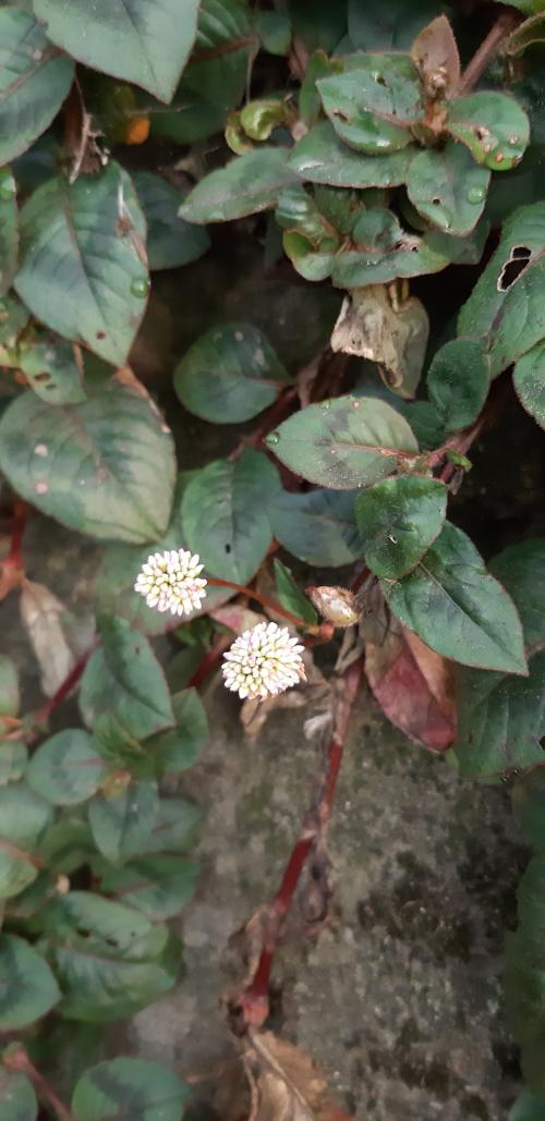頭花蓼