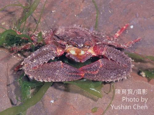 好鬥岩瓷蟹 好鬥岩瓷蟹