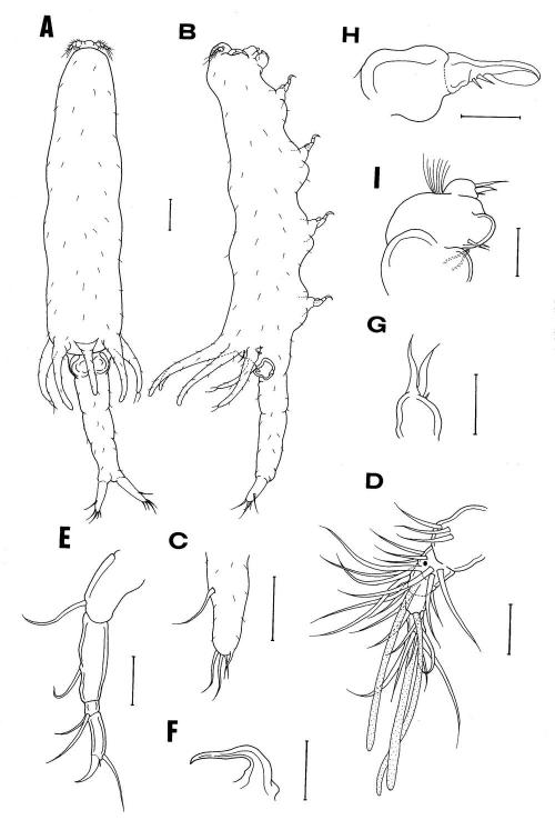 Xarifia fissilis_雌