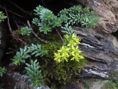 高山佛甲草 高山佛甲草