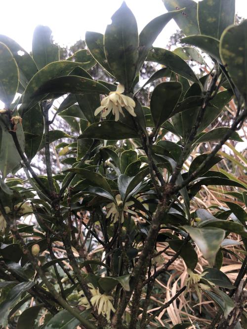 白花八角 白花八角