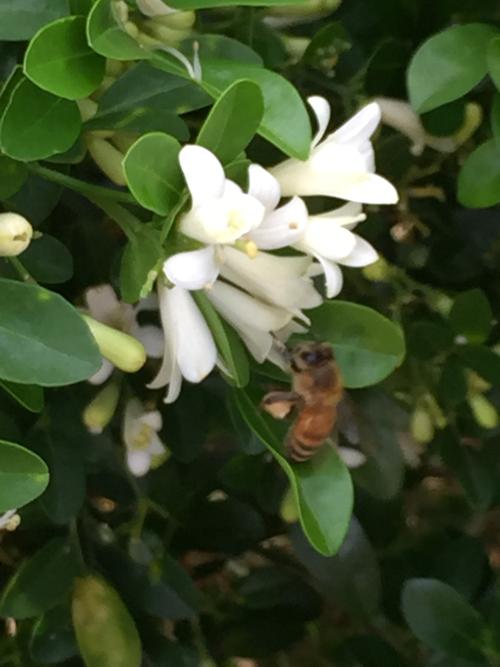 西方蜜蜂 西方蜜蜂