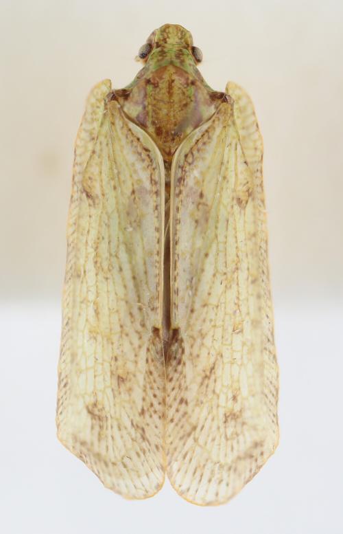 Atracis formosana Atracis formosana