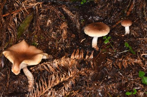 Pholiota lubrica(黏蓋環銹傘)