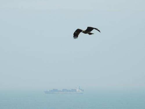 黑鳶 黑鳶