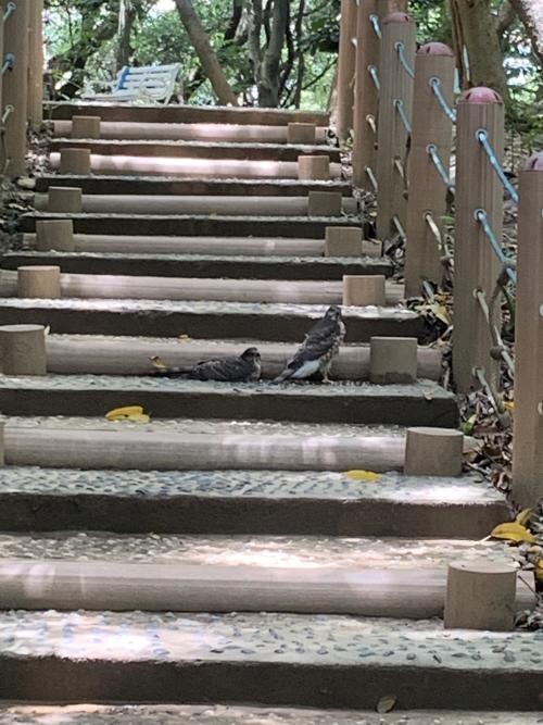 鳳頭蒼鷹(台灣亞種) 鳳頭蒼鷹(台灣亞種)