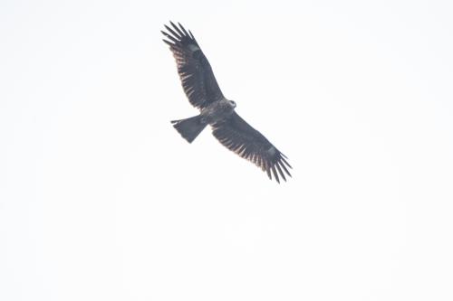 黑鳶 黑鳶