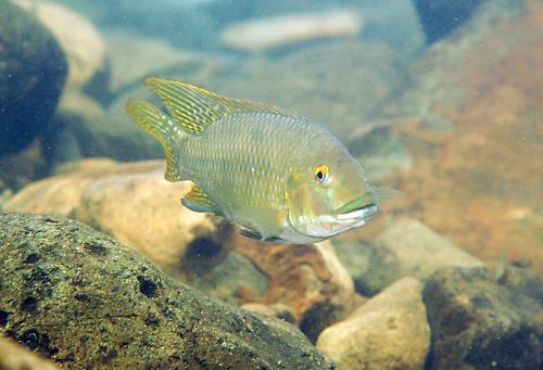 Oreochromis niloticus@fishdb-media-9002
