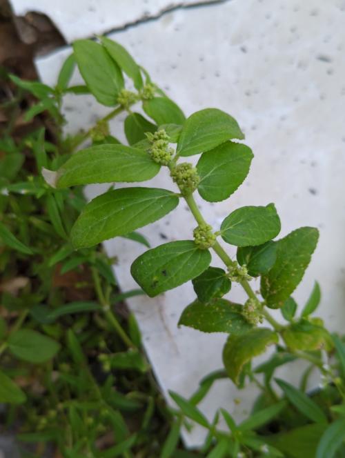 飛揚草 飛揚草
