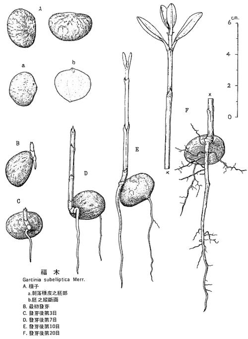 SEED-81