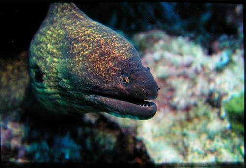Gymnothorax flavimarginatus@fishdb-media-1808 Gymnothorax flavimarginatus@fishdb-media-1808