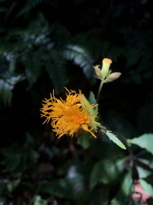 黃花三七草