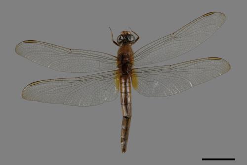 Crocothemis servilia servilia[猩紅蜻蜓][00087778]