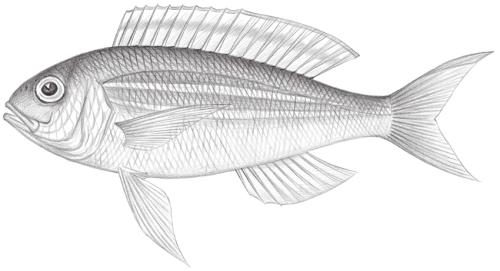 Nemipterus thosaporni@Jheng1408