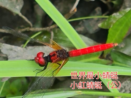 小紅蜻蜓 小紅蜻蜓