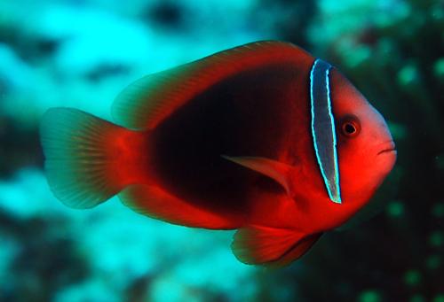 Amphiprion frenatus@fishdb-media-8589 Amphiprion frenatus@fishdb-media-8589
