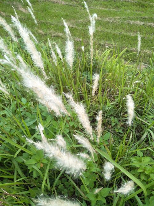 白茅 (茅針 茅根 茅草)