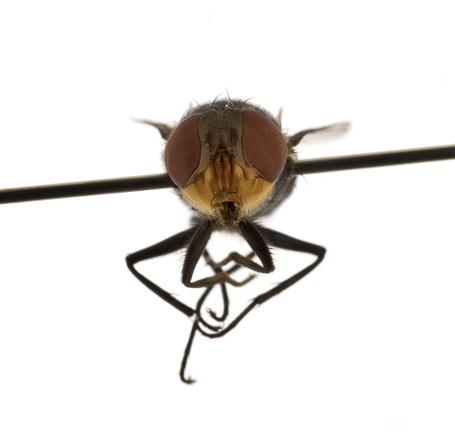 Chrysomya megacephala female frontal